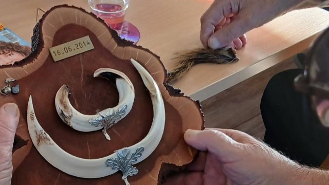 Das Foto zeigt Geweihteile auf einer Holzscheibe.